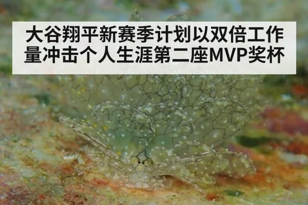 大谷翔平新赛季计划以双倍工作量冲击个人生涯第二座MVP奖杯
